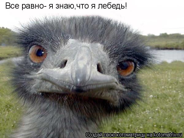 Котоматрица: Все равно- я знаю,что я лебедь!