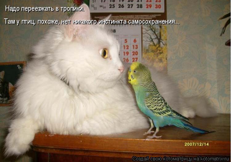 Надо переезжать в тропики. Там у птиц, похоже, нет никакого инстинкта самосохранения...... Котоматрица: Надо переезжать в тропики. Там у птиц, похоже, нет никакого инстинкта самосохранения...
