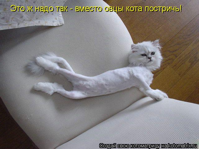 Это ж надо так - вместо овцы кота постричь!... Котоматрица: Это ж надо так - вместо овцы кота постричь!