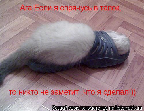 Ага!Если я спрячусь в тапок, то никто не заметит ,что я сделал!))... Котоматрица: Ага!Если я спрячусь в тапок, то никто не заметит ,что я сделал!))
