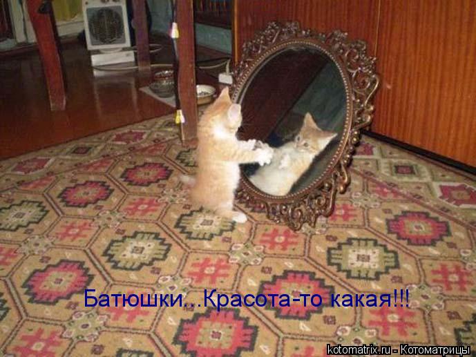 Батюшки...Красота-то какая!!!... Котоматрица: Батюшки...Красота-то какая!!!
