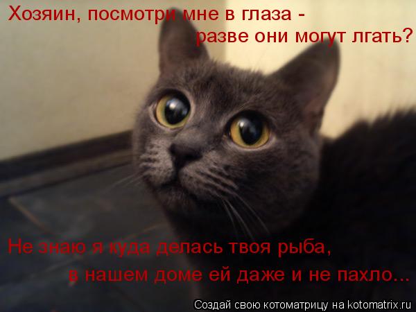 Хозяин, посмотри мне в глаза - разве они могут лгать? Не знаю я куда делась твоя рыба, в нашем доме е... Котоматрица: Хозяин, посмотри мне в глаза - разве они могут лгать? Не знаю я куда делась твоя рыба, в нашем доме ей даже и не пахло...