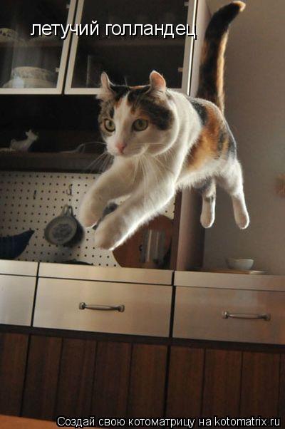 летучий голландец... Котоматрица: летучий голландец