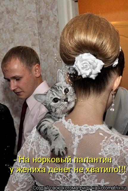 - На норковый палантин у жениха денег не хватило!!!... Котоматрица: - На норковый палантин у жениха денег не хватило!!!