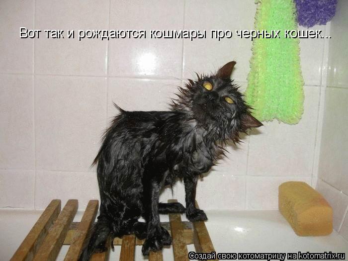 Вот так и рождаются кошмары про черных кошек...... Котоматрица: Вот так и рождаются кошмары про черных кошек...