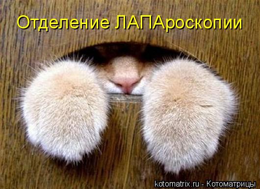 Отделение ЛАПАроскопии... Котоматрица: Отделение ЛАПАроскопии