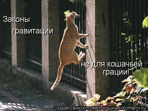 Котоматрица: Законы гравитации не для кошачьей грации!