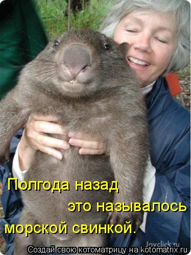 Котоматрица: Полгода назад  это называлось морской свинкой.