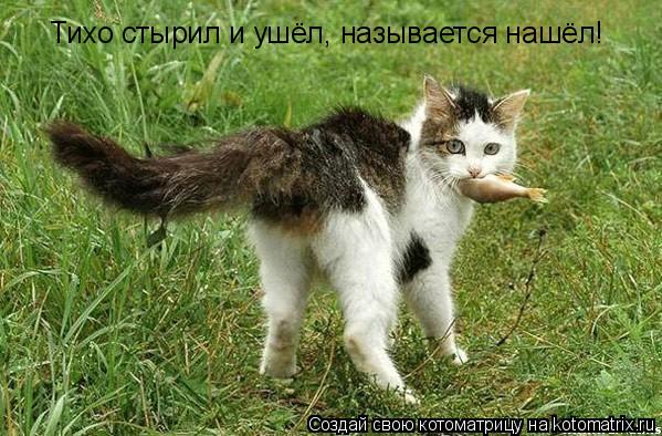 Котоматрица: Тихо стырил и ушёл, называется нашёл!