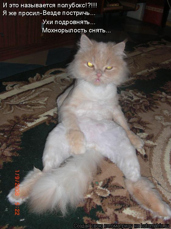 Котоматрица: И это называется полубокс!?!!! Я же просил- Везде постричь... Ухи подровнять... Мохнорылость снять...