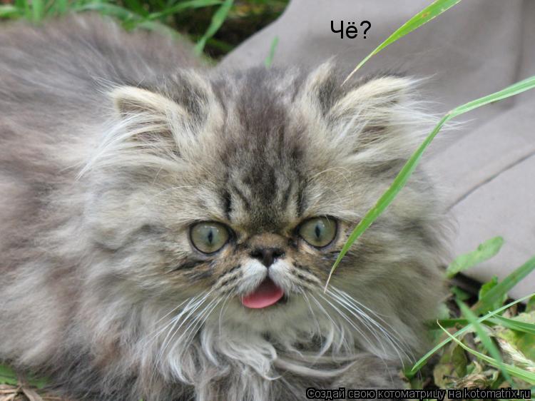 Котоматрица: Чё?