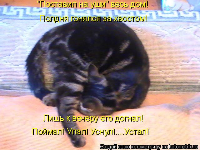 "Поставил на уши" весь дом! Полдня гонялся за хвостом! Лишь к вечеру его догнал! Поймал! Упал! Уснул!... Котоматрица: "Поставил на уши" весь дом! Полдня гонялся за хвостом! Лишь к вечеру его догнал! Поймал! Упал! Уснул!....Устал!