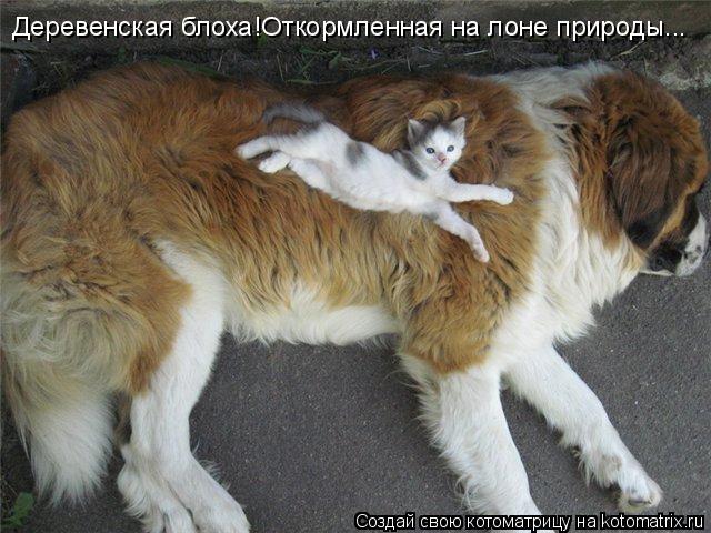 Котоматрица: Деревенская блоха!Откормленная на лоне природы...