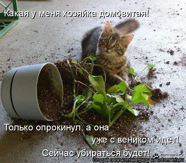Какая у меня хозяйка домовитая! Только опрокинул, а она уже с веником идёт! Сейчас убираться будет!... Котоматрица: Какая у меня хозяйка домовитая! Только опрокинул, а она уже с веником идёт! Сейчас убираться будет!