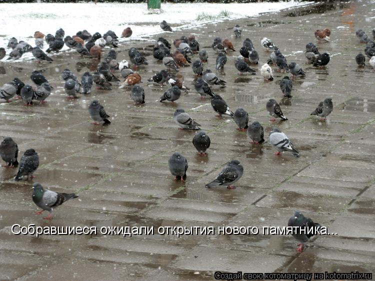 Котоматрица: Собравшиеся ожидали открытия нового памятника...