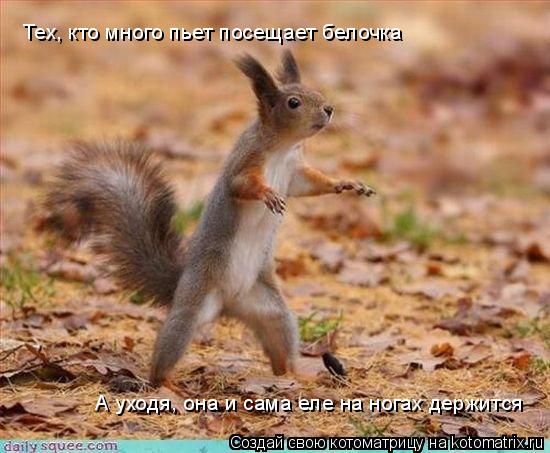 Тех, кто много пьет посещает белочка А уходя, она и сама еле на ногах держится... Котоматрица: Тех, кто много пьет посещает белочка А уходя, она и сама еле на ногах держится