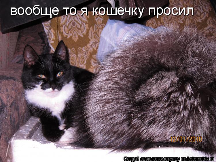 Котоматрица: вообще то я кошечку просил