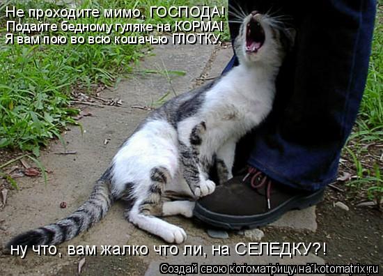 Не проходите мимо, ГОСПОДА! Подайте бедному гуляке на КОРМА! Я вам пою во всю кошачью ГЛОТКУ, ну что,... Котоматрица: Не проходите мимо, ГОСПОДА! Подайте бедному гуляке на КОРМА! Я вам пою во всю кошачью ГЛОТКУ, ну что, вам жалко что ли, на СЕЛЕДКУ?!
