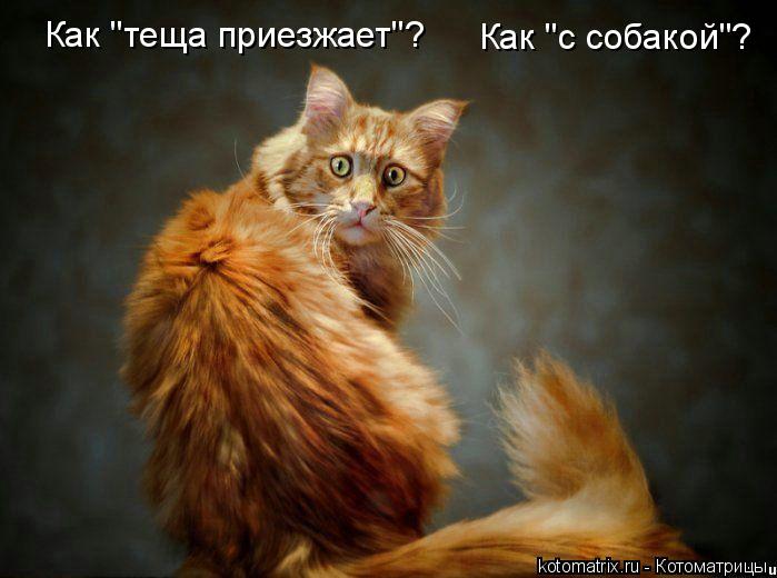 Как "теща приезжает"? Как "с собакой"?... Котоматрица: Как "теща приезжает"? Как "с собакой"?