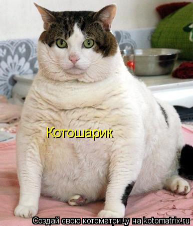 Котошарик... Котоматрица: Котошарик