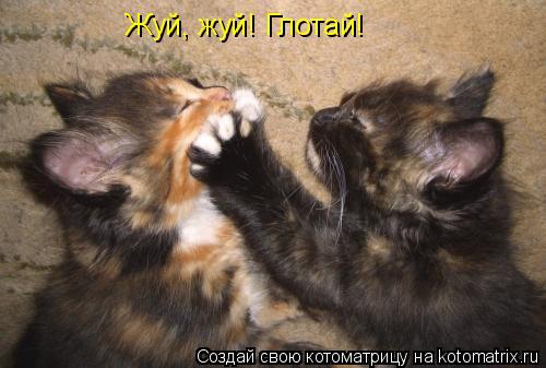 Жуй, жуй! Глотай!... Котоматрица: Жуй, жуй! Глотай!