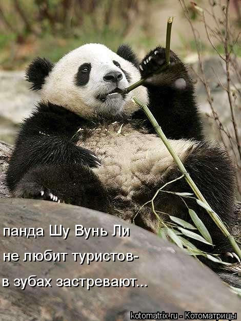 панда Шу Вунь Ли в зубах застревают... не любит туристов-... Котоматрица: панда Шу Вунь Ли в зубах застревают... не любит туристов-