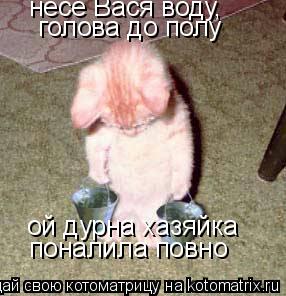 несе Вася воду, голова до полу ой дурна хазяйка поналила повно... Котоматрица: несе Вася воду, голова до полу ой дурна хазяйка поналила повно