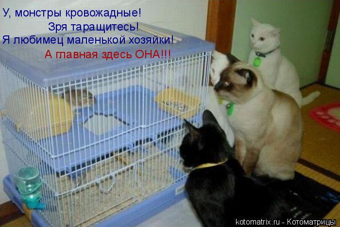 У, монстры кровожадные! Зря таращитесь! Я любимец маленькой хозяйки! А главная здесь ОНА!!!... Котоматрица: У, монстры кровожадные! Зря таращитесь! Я любимец маленькой хозяйки! А главная здесь ОНА!!!