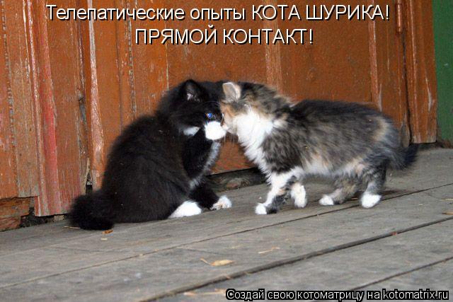 Телепатические опыты КОТА ШУРИКА! ПРЯМОЙ КОНТАКТ!... Котоматрица: Телепатические опыты КОТА ШУРИКА! ПРЯМОЙ КОНТАКТ!