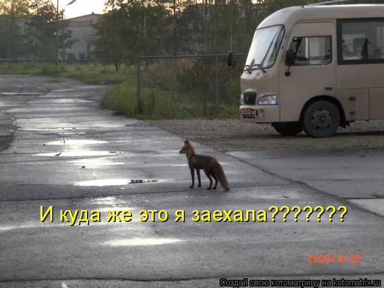 Котоматрица: И куда же это я заехала???????