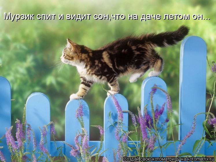 Мурзик спит и видит сон,что на даче летом он...... Котоматрица: Мурзик спит и видит сон,что на даче летом он...