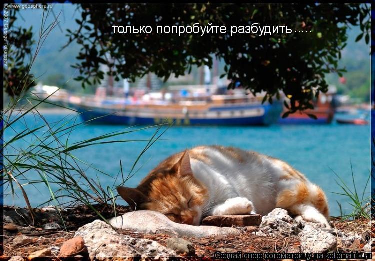 только попробуйте разбудить ........ Котоматрица: только попробуйте разбудить .....