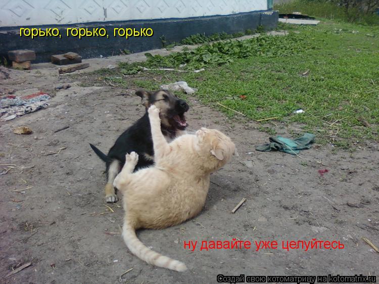 Котоматрица: горько, горько, горько ну давайте уже целуйтесь