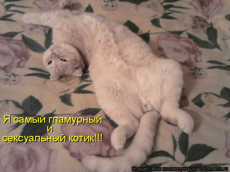 Я самый гламурный и сексуальный котик!!!... Котоматрица: Я самый гламурный и сексуальный котик!!!