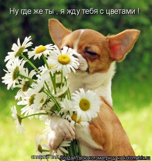 Ну где же ты , я жду тебя с цветами !... Котоматрица: Ну где же ты , я жду тебя с цветами !