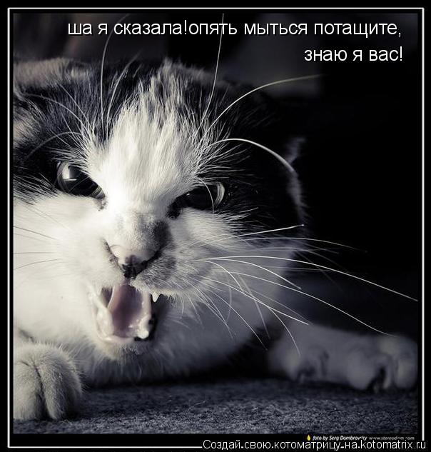 ша я сказала!опять мыться потащите,знаю я вас,рруки убрали! ша я сказала!опять мыться потащите, знаю... Котоматрица: ша я сказала!опять мыться потащите,знаю я вас,рруки убрали! ша я сказала!опять мыться потащите, знаю я вас!