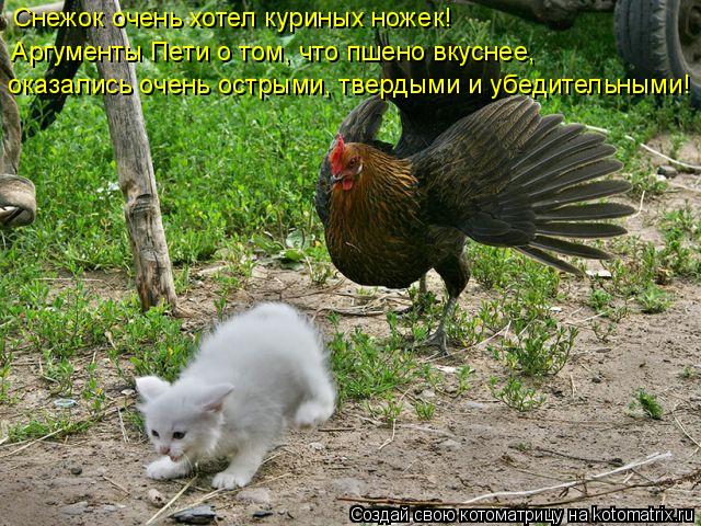 оказались очень острыми, твердыми и убедительными! Аргументы Пети о том, что пшено вкуснее, Снежок оч... Котоматрица: оказались очень острыми, твердыми и убедительными! Аргументы Пети о том, что пшено вкуснее, Снежок очень хотел куриных ножек!