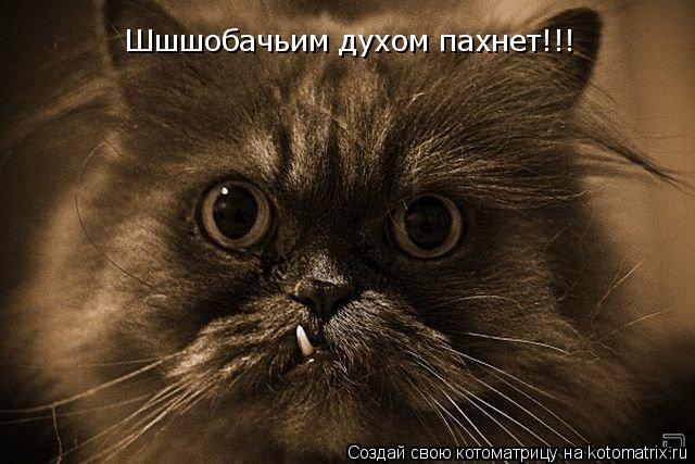 Шшшобачьим духом пахнет!!!... Котоматрица: Шшшобачьим духом пахнет!!!