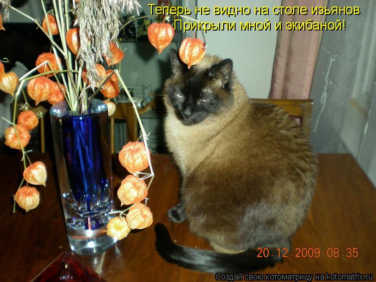 Прикрыли мной и экибаной! Теперь не видно на столе изьянов... Котоматрица: Прикрыли мной и экибаной! Теперь не видно на столе изьянов