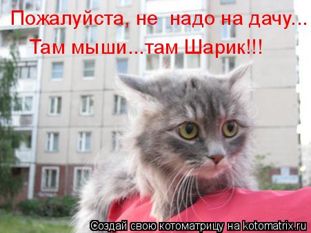 Пожалуйста, не надо на дачу... Там мыши...там Шарик!!!... Котоматрица: Пожалуйста, не надо на дачу... Там мыши...там Шарик!!!