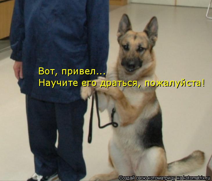 Котоматрица: Вот, привел... Научите его драться, пожалуйста!