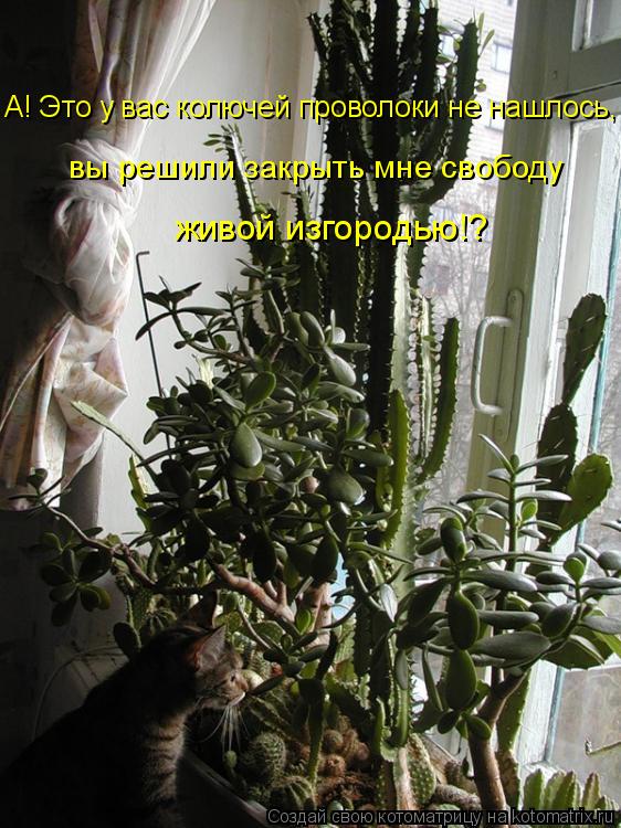 А! Это у вас колючей проволоки не нашлось, вы решили закрыть мне свободу живой изгородью!?... Котоматрица: А! Это у вас колючей проволоки не нашлось, вы решили закрыть мне свободу живой изгородью!?