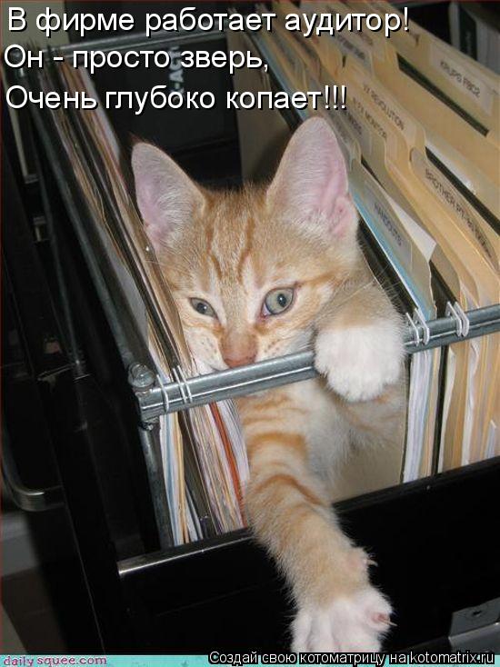 В фирме работает аудитор! Он - просто зверь, Очень глубоко копает!!!... Котоматрица: В фирме работает аудитор! Он - просто зверь, Очень глубоко копает!!!