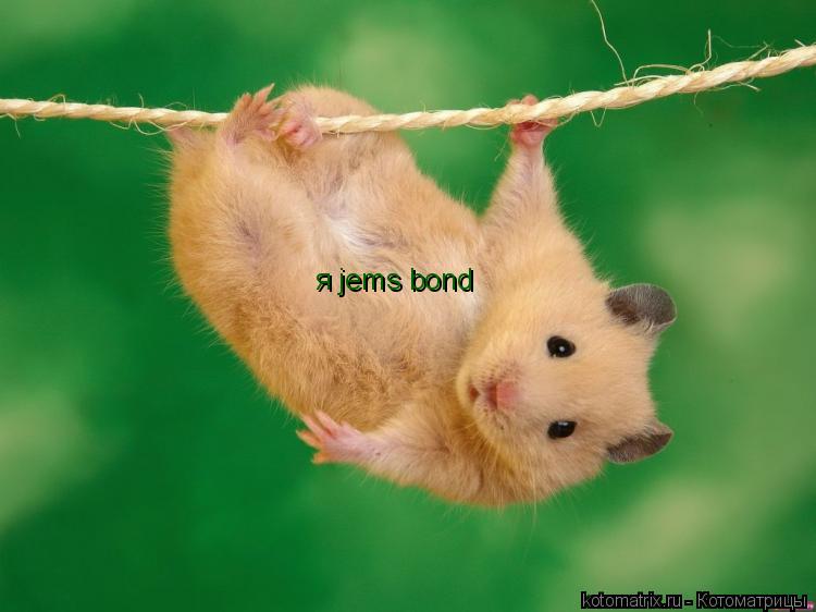 я jems bond... Котоматрица: я jems bond