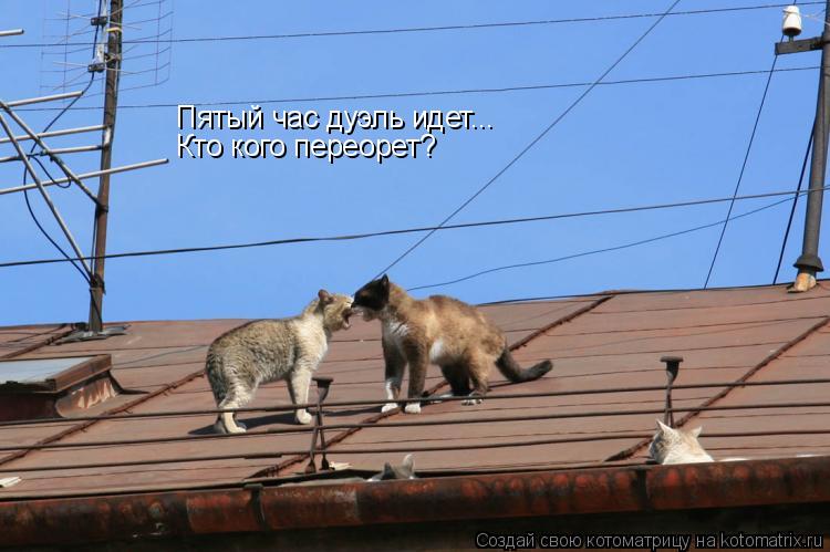 Пятый час дуэль идет... Кто кого переорет?... Котоматрица: Пятый час дуэль идет... Кто кого переорет?