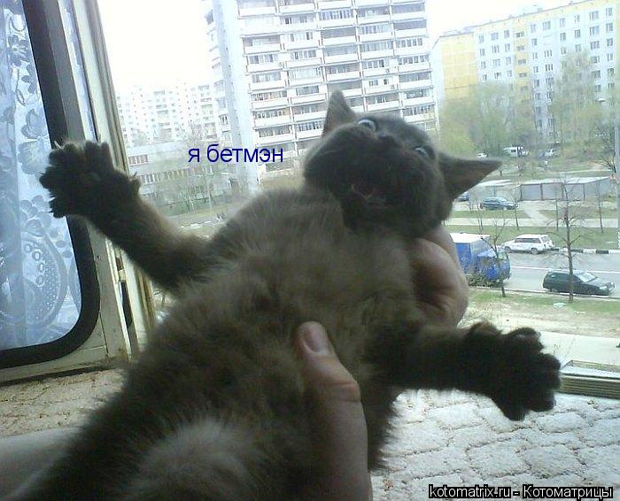 я бетмэн... Котоматрица: я бетмэн