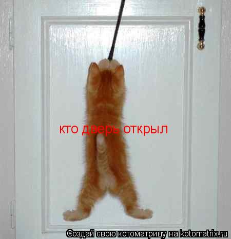 кто дверь открыл... Котоматрица: кто дверь открыл