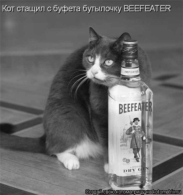 Котоматрица: Кот стащил с буфета бутылочку BEEFEATER