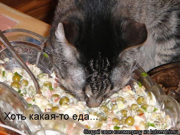 Хоть какая-то еда...... Котоматрица: Хоть какая-то еда...