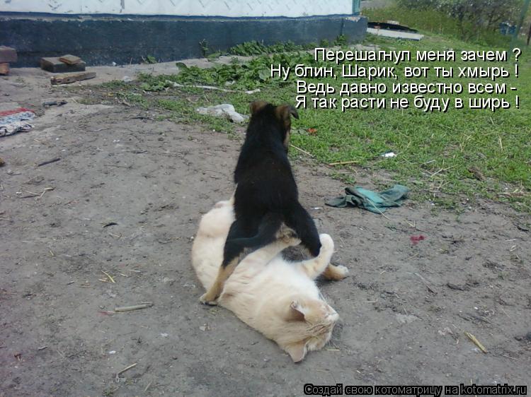 Котоматрица: Перешагнул меня зачем ? Ну блин, Шарик, вот ты хмырь ! Ведь давно известно всем - Я так расти не буду в ширь !